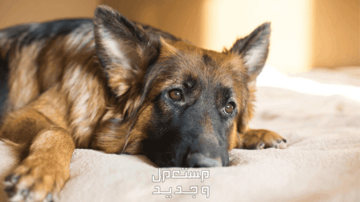 تعرف على مشاكل الكلاب الجيرمن الشائعة كلب جيرمن حزين