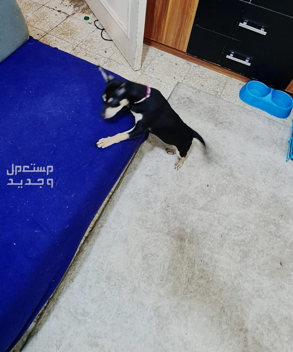 كلب شيواوا ميني بيور  في جدة