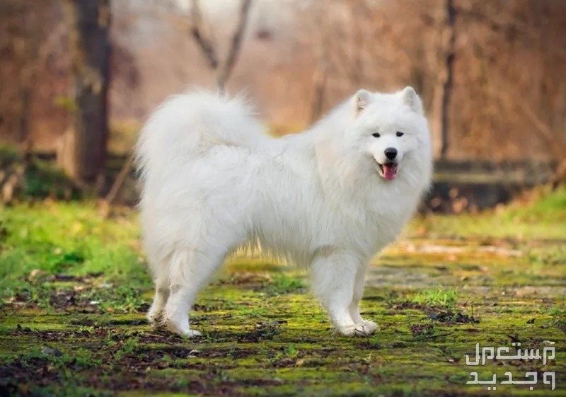 شاهد صور كلاب بيضاء وتعرف على أنواعها الرائعة في تونس كلاب سامويد