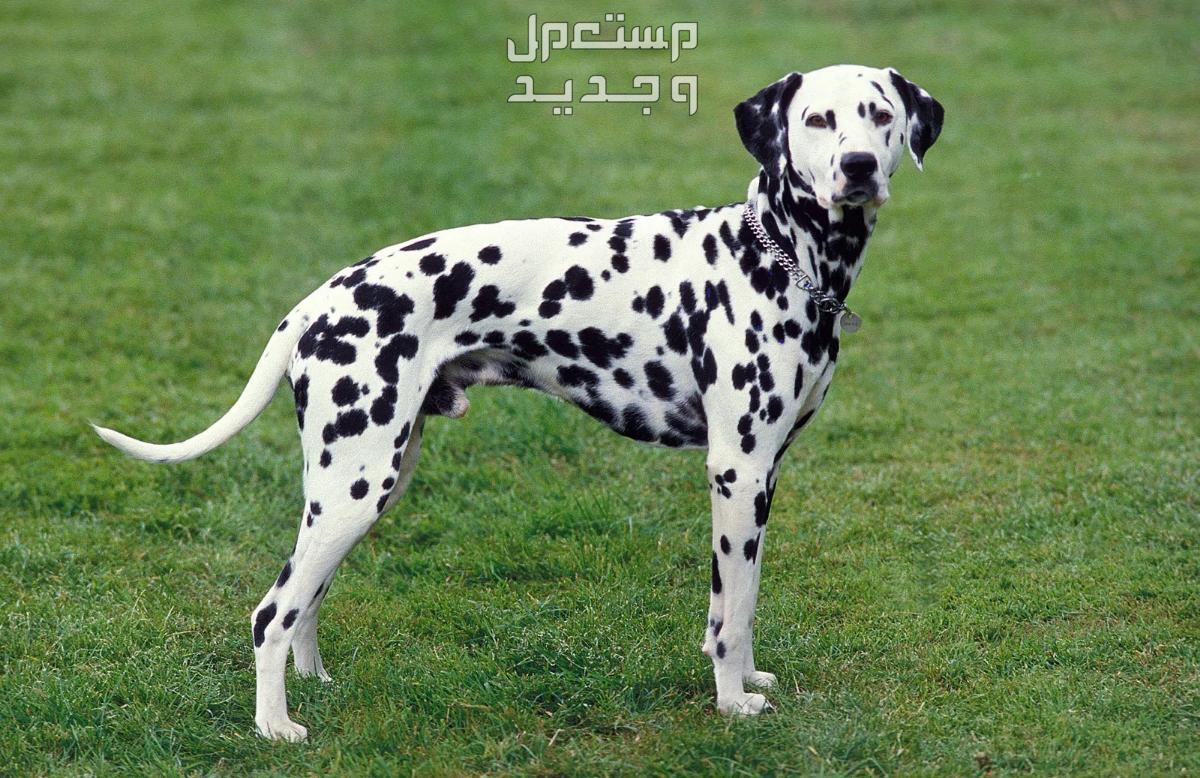 شاهد صور كلاب بيضاء وتعرف على أنواعها الرائعة في البحرين كلاب الدلماسي