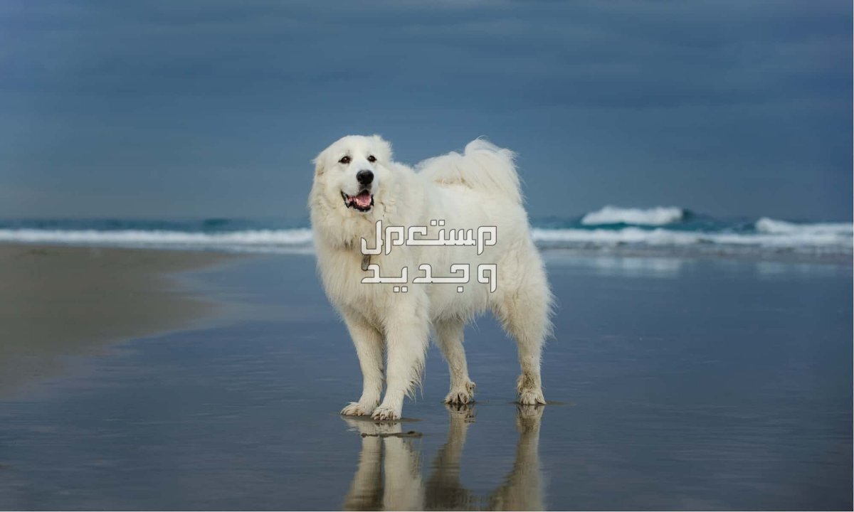 شاهد صور كلاب بيضاء وتعرف على أنواعها الرائعة في البحرين كلب أبيض