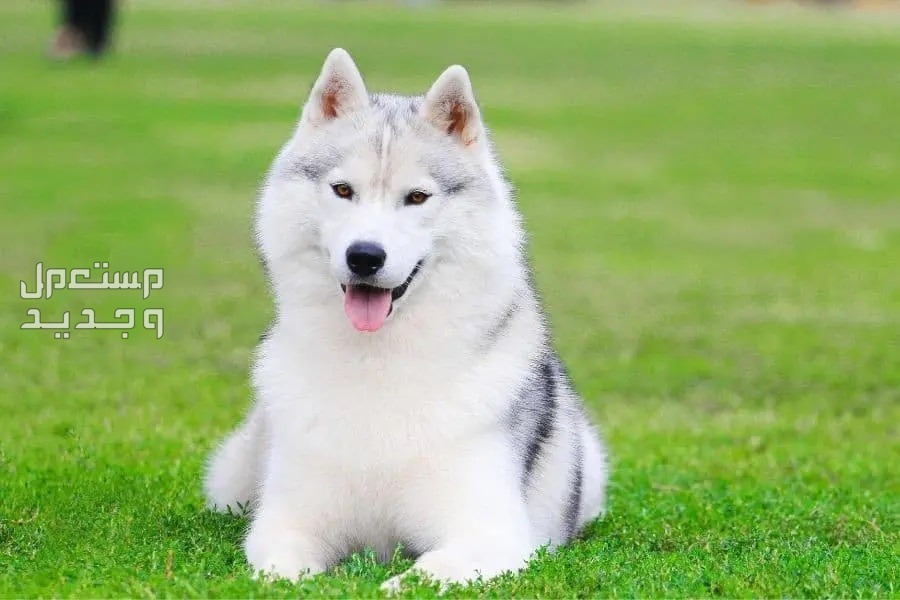 شاهد صور كلاب بيضاء وتعرف على أنواعها الرائعة في البحرين كلاب الهاسكي السيبيرية