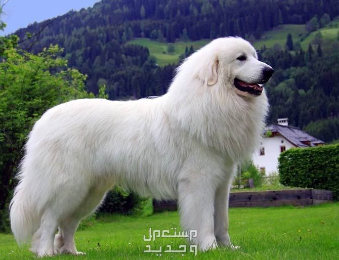 شاهد صور كلاب بيضاء وتعرف على أنواعها الرائعة في تونس كلاب جبال البرانس