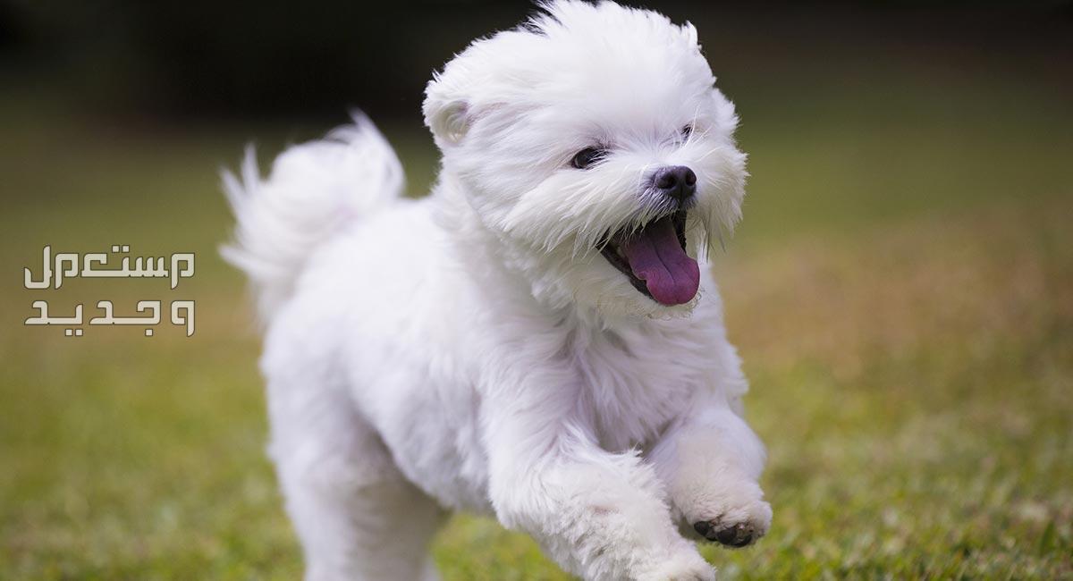 شاهد صور كلاب بيضاء وتعرف على أنواعها الرائعة في الجزائر الكلاب المالطية