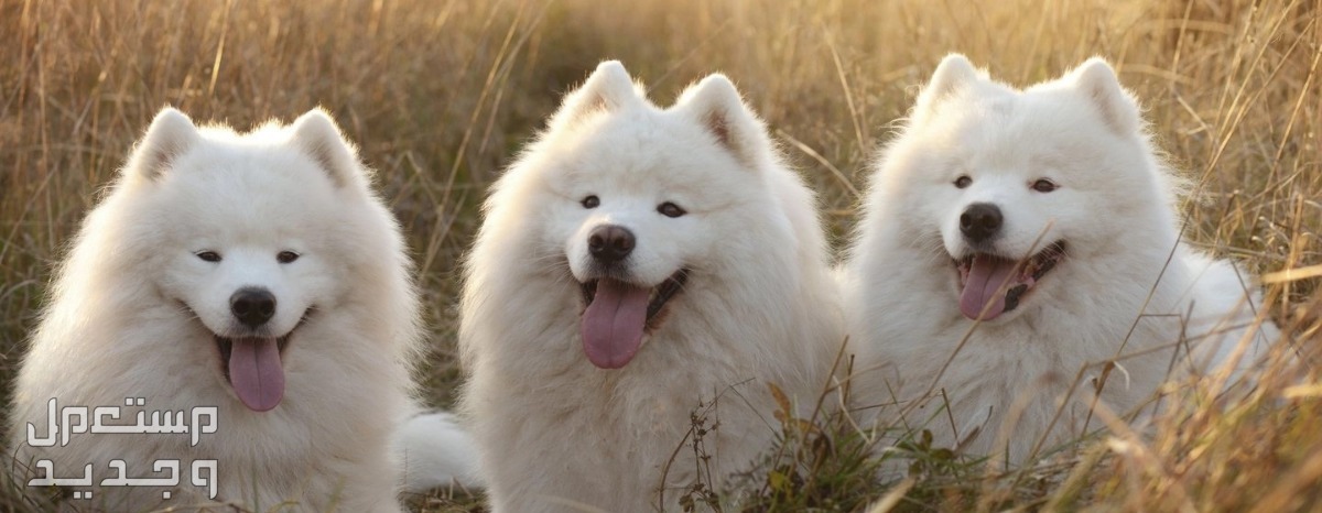 شاهد صور كلاب بيضاء وتعرف على أنواعها الرائعة في البحرين كلاب بيضاء