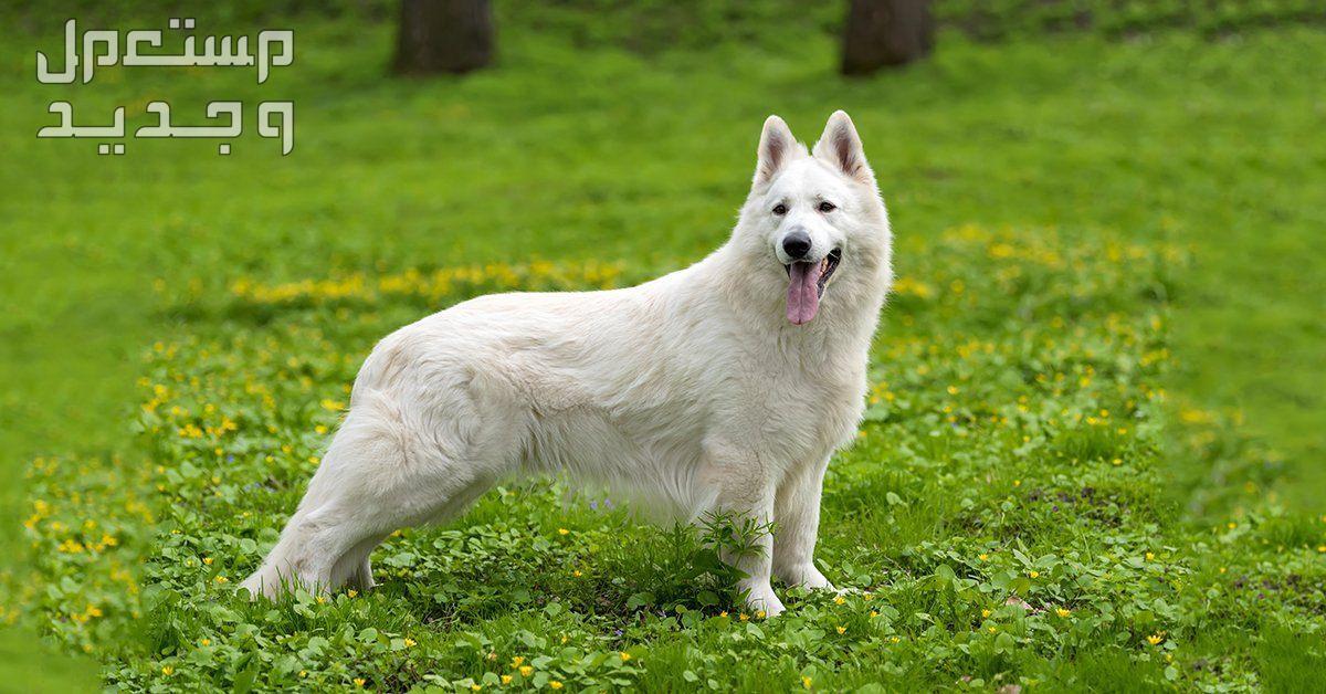 شاهد صور كلاب بيضاء وتعرف على أنواعها الرائعة في الجزائر كلب الراعي الألماني البيضاء