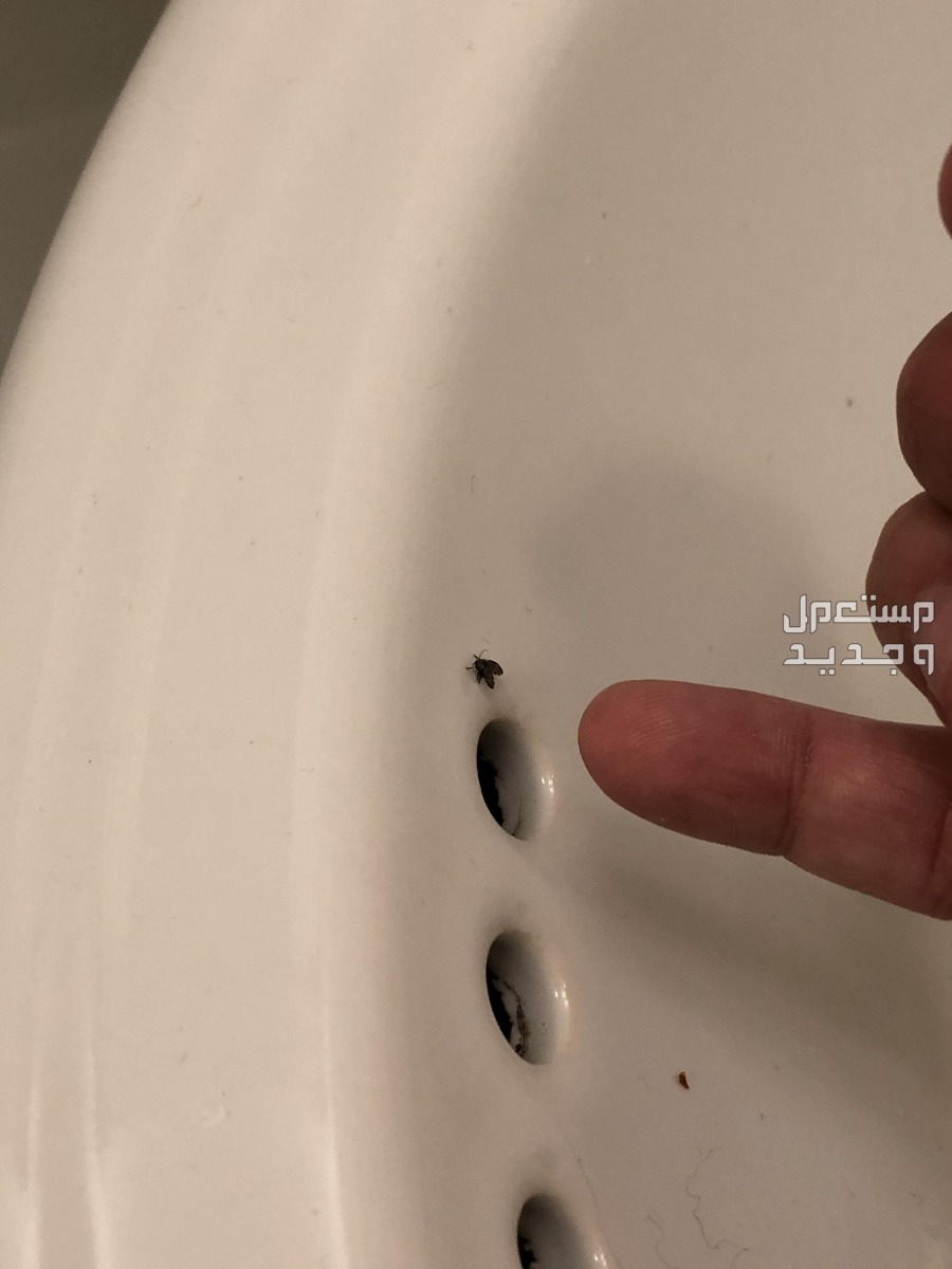 كيفية التخلص من الحشرات الطائرة الصغيرة في الحمام بالصور التخلص من الحشرات في الحمام
