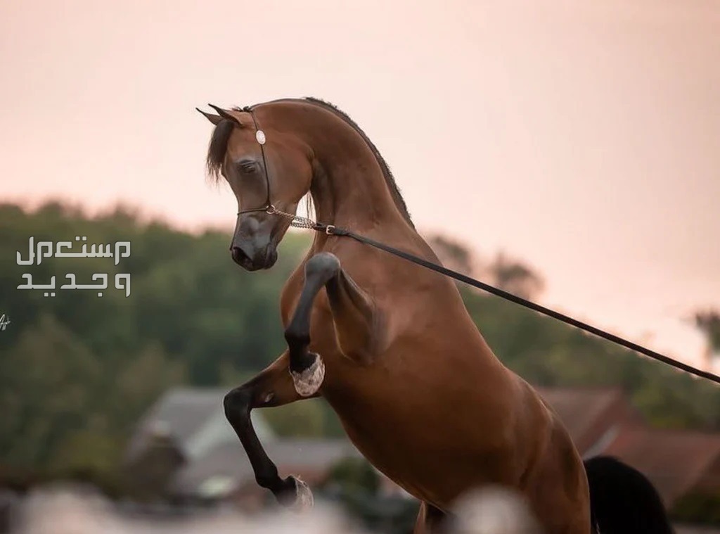 تعرف على خيول عربية أصيلة وأهميتها التاريخية في جيبوتي خيول عربية أصيلة