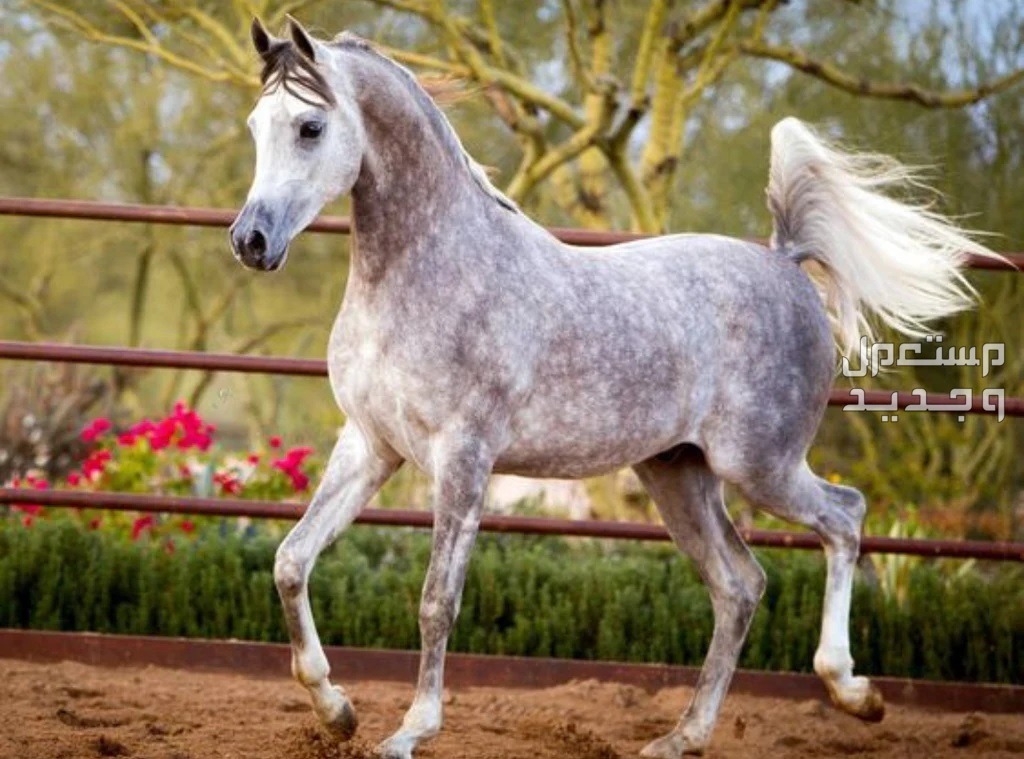تعرف على خيول عربية أصيلة وأهميتها التاريخية في ليبيا خيول عربية أصيلة