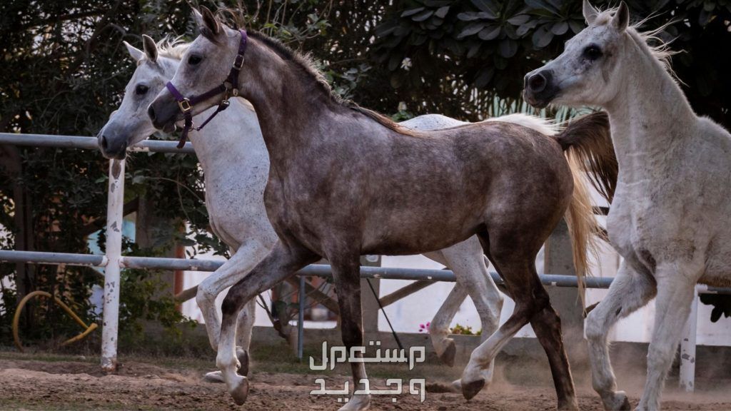 تعرف على خيول عربية أصيلة وأهميتها التاريخية في السعودية خيول عربية أصيلة