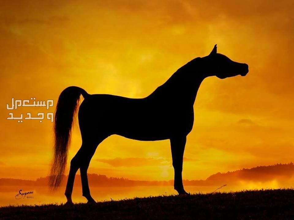 تعرف على خيول عربية أصيلة وأهميتها التاريخية في المغرب خيول عربية أصيلة