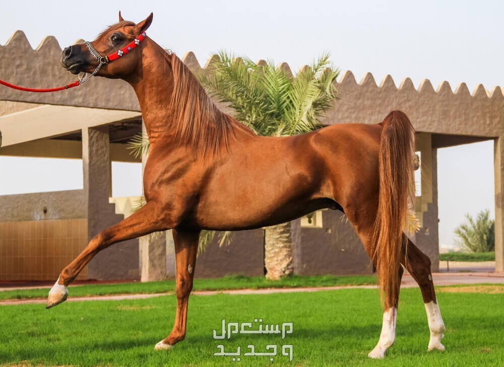تعرف على خيول عربية أصيلة وأهميتها التاريخية في السعودية خيول عربية أصيلة