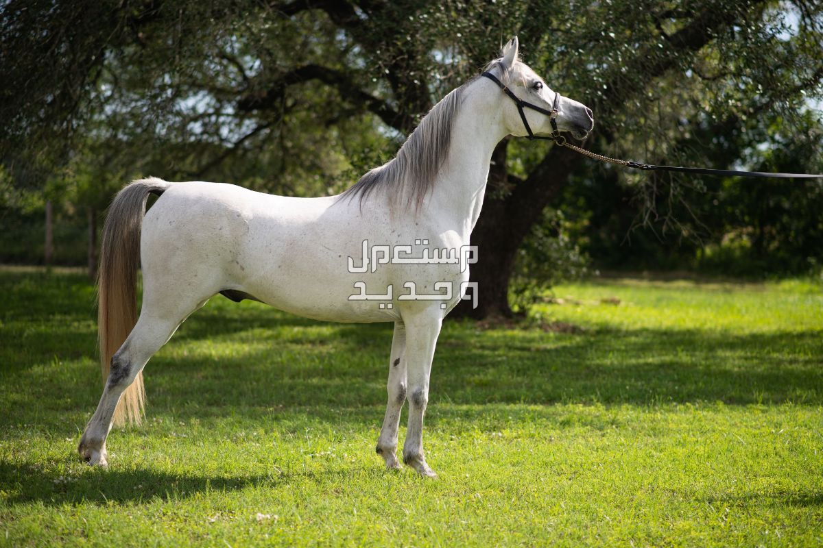 تعرف على خيول عربية أصيلة وأهميتها التاريخية في البحرين خيول عربية أصيلة