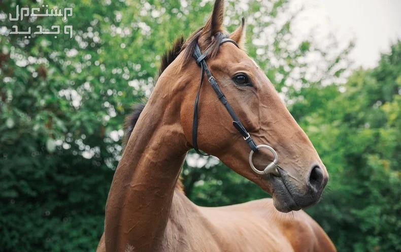 تعرف على معلومات غير مألوفة عن حصان ثوروبريد السريع في البحرين حصان ثوروبريد