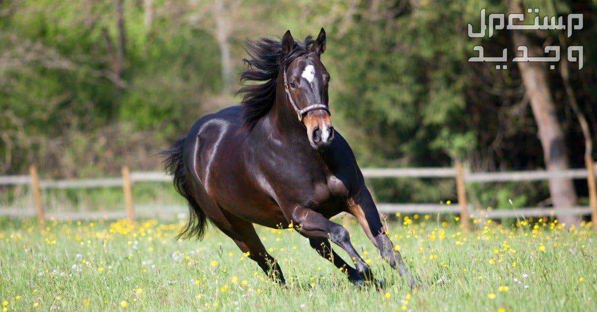 تعرف على معلومات غير مألوفة عن حصان ثوروبريد السريع في الإمارات العربية المتحدة حصان ثوروبريد