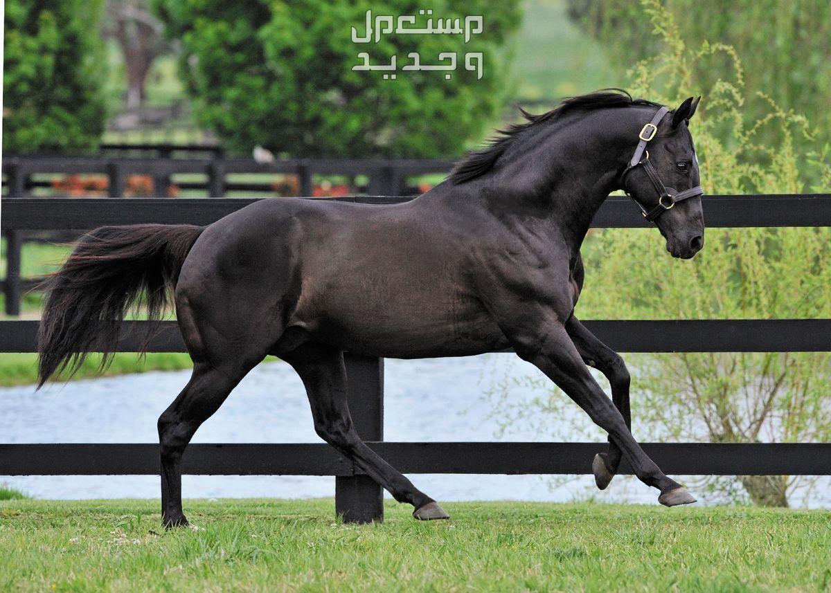 تعرف على معلومات غير مألوفة عن حصان ثوروبريد السريع في الإمارات العربية المتحدة حصان ثوروبريد