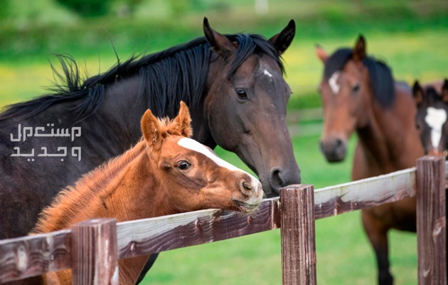 تعرف على معلومات غير مألوفة عن حصان ثوروبريد السريع في قطر خيول ثوروبريد