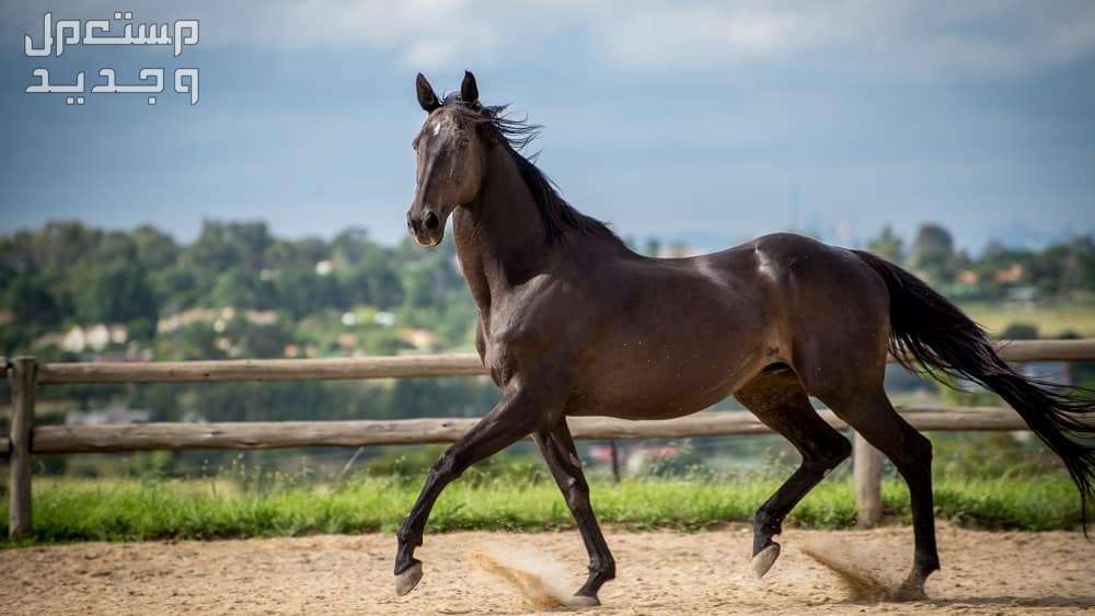 تعرف على معلومات غير مألوفة عن حصان ثوروبريد السريع في المغرب حصان ثوروبريد