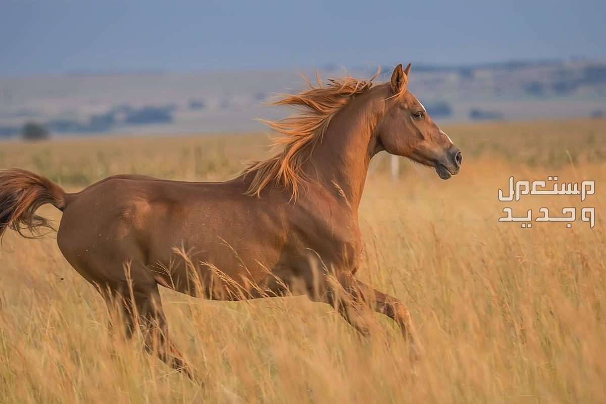 تعرف على معلومات غير مألوفة عن حصان ثوروبريد السريع في الأردن حصان ثوروبريد