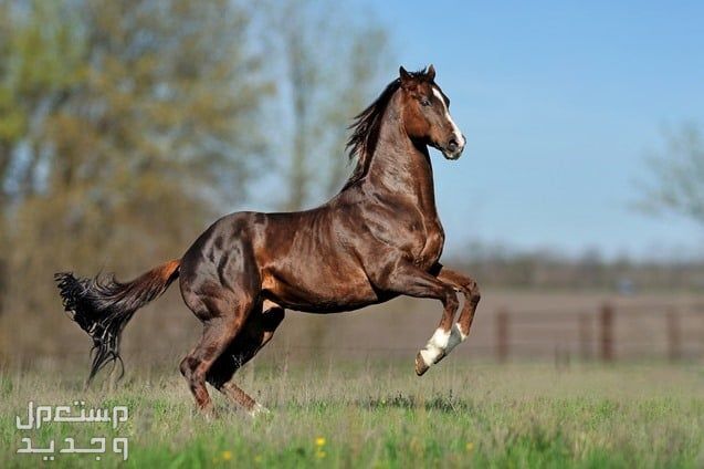 تعرف على معلومات غير مألوفة عن حصان ثوروبريد السريع في قطر حصان ثوروبريد