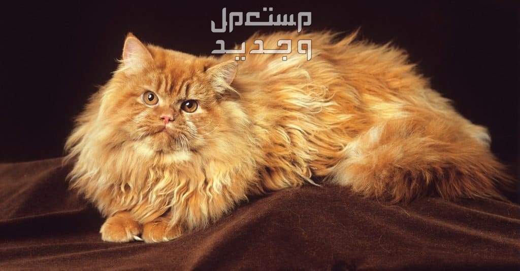 تعلم كيفية العناية بفراء بسس شيرازي بسس شيرازي