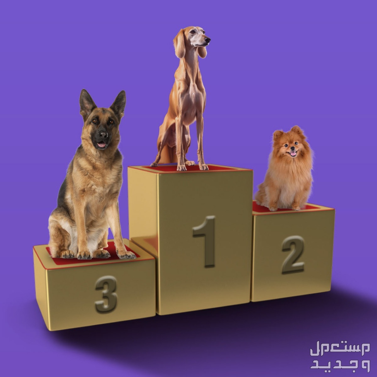 مهرجان الكلاب موسم الرياض 2023.. اسعار التذاكر وخطوات الحجز مهرجان الكلاب موسم الرياض