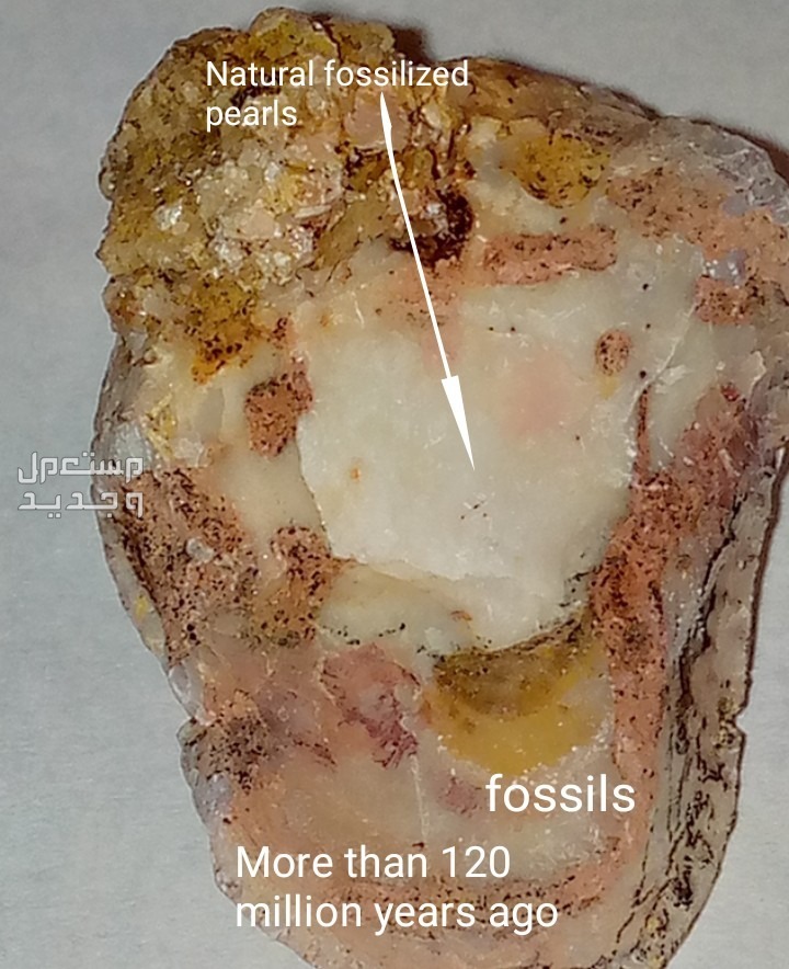 كابوريا صغيرة متحجرة فى صخر رسوبى من اكثر من 120مليون سنة A small crab fossilized in sedimentary rock more than 120 million years ago
كابو