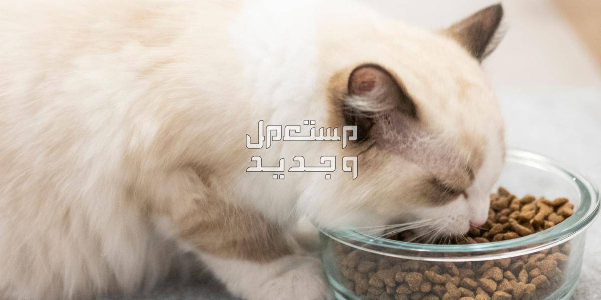 تعرف على أفضل طعام لقطط راغدول في البحرين تغذية قط راغدول