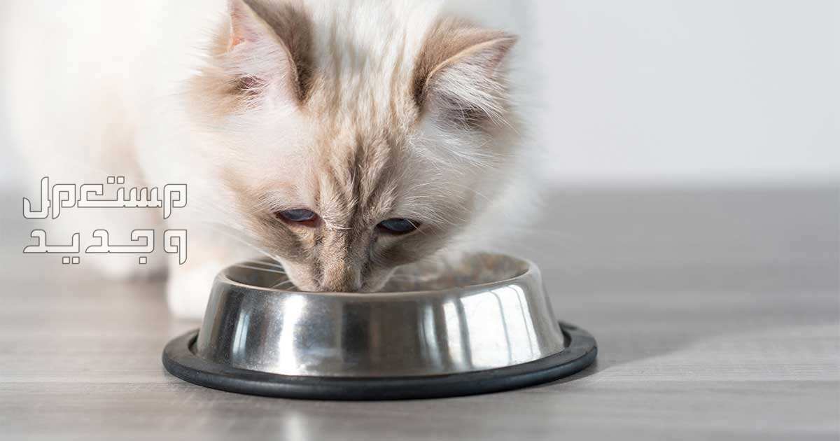 تعرف على أفضل طعام لقطط راغدول في اليَمَن تغذية قط راغدول