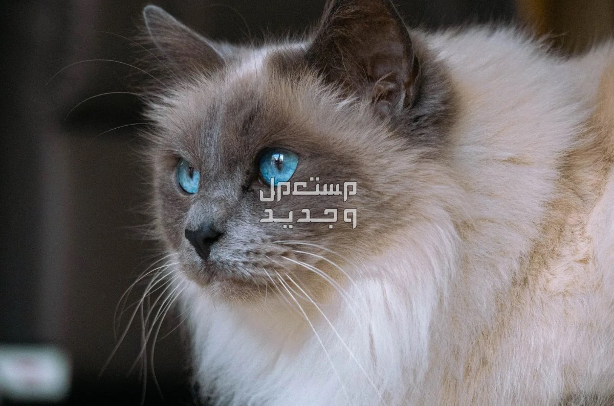 تعرف على أفضل طعام لقطط راغدول قط راغدول