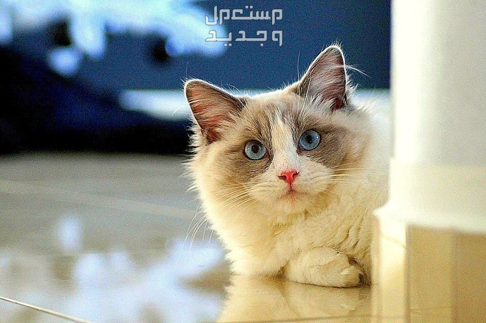تعرف على أفضل طعام لقطط راغدول قط راغدول