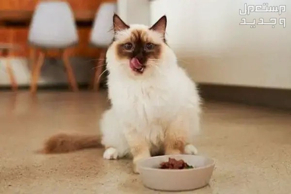 تعرف على أفضل طعام لقطط راغدول في الجزائر تغذية قط راغدول