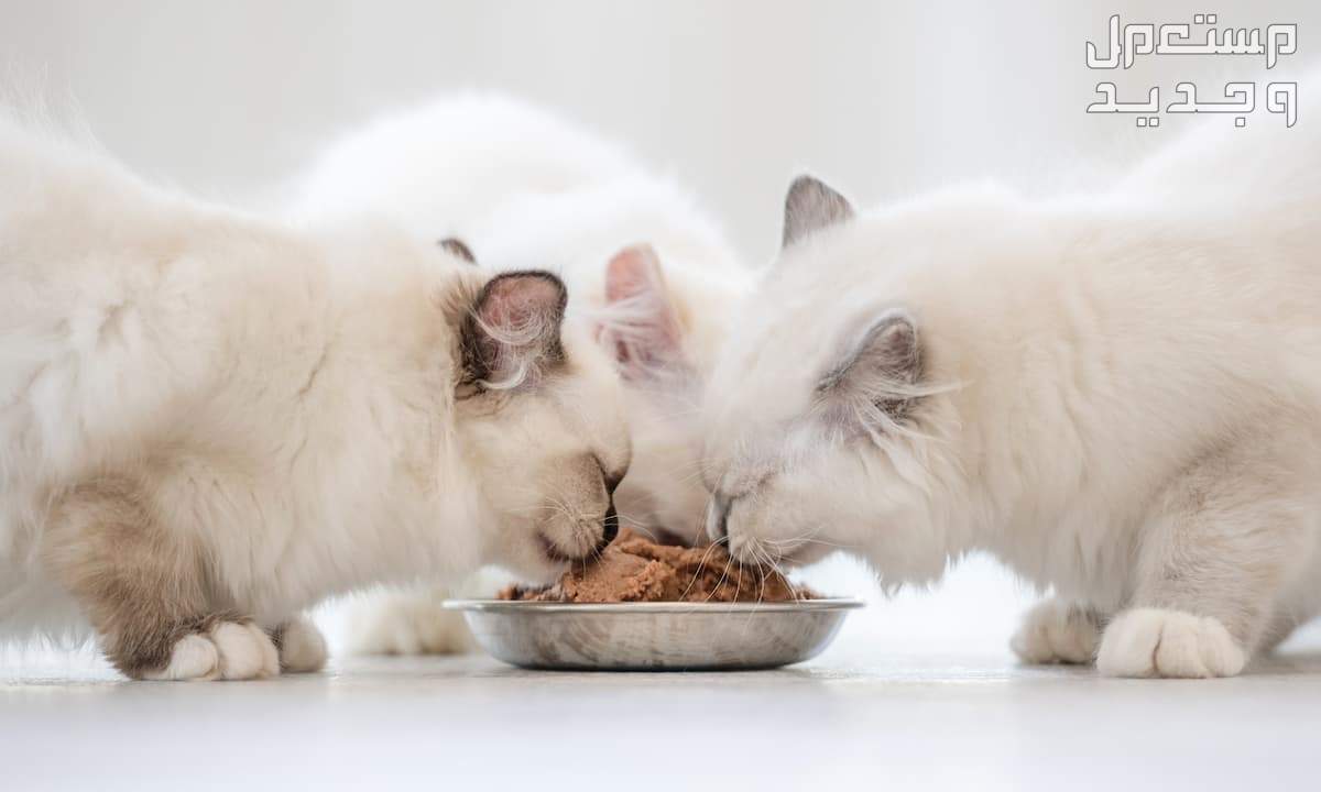 تعرف على أفضل طعام لقطط راغدول في لبنان تغذية قط راغدول