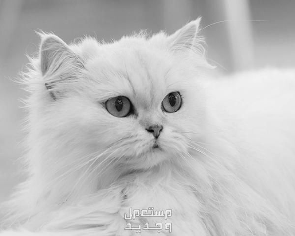تعرف على أنواع قطط جميلة يمكن تربيتها داخل المنزل في الإمارات العربية المتحدة قط شيرازي