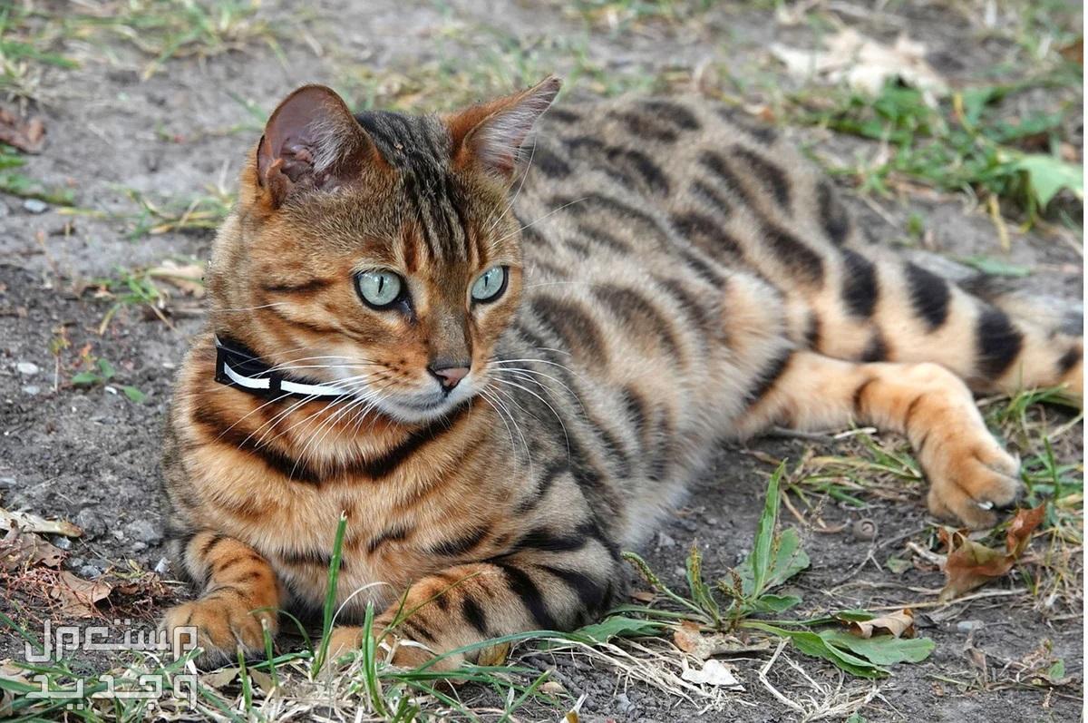 تعرف على أنواع قطط جميلة يمكن تربيتها داخل المنزل القط البنغالي
