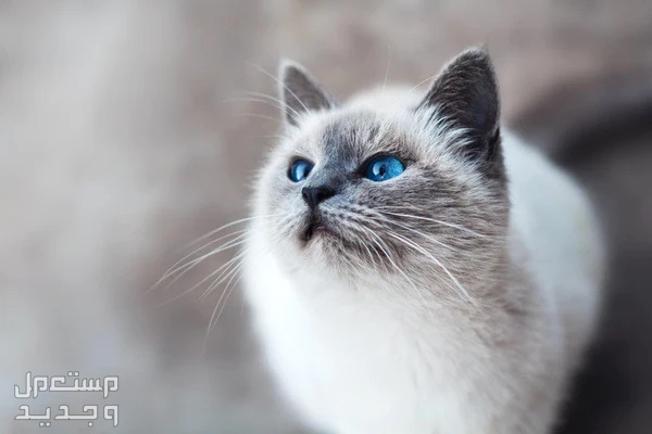 تعرف على أنواع قطط جميلة يمكن تربيتها داخل المنزل في الأردن قطط جميلة
