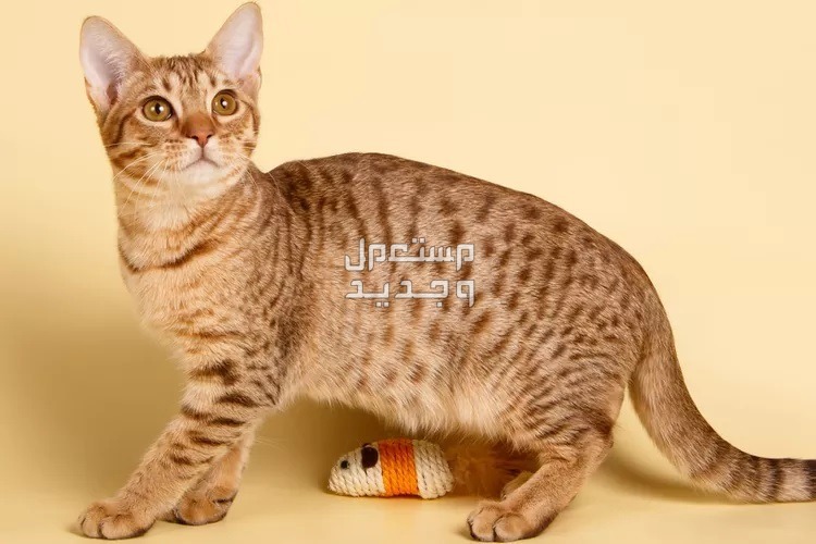 تعرف على أنواع قطط جميلة يمكن تربيتها داخل المنزل في المغرب قط جميل مرقط