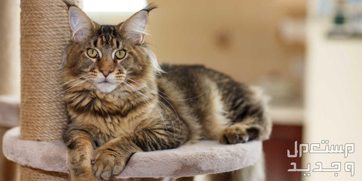 تعرف على أنواع قطط جميلة يمكن تربيتها داخل المنزل في الأردن قط ماين كون