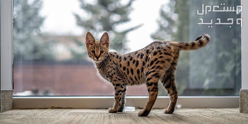 تعرف على أنواع قطط جميلة يمكن تربيتها داخل المنزل في المغرب قط السافانا