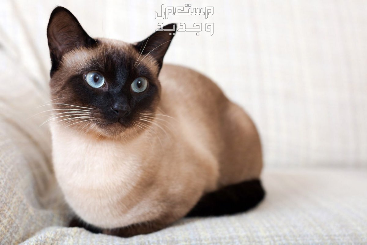 تعرف على أنواع قطط جميلة يمكن تربيتها داخل المنزل في الإمارات العربية المتحدة القط السيامي