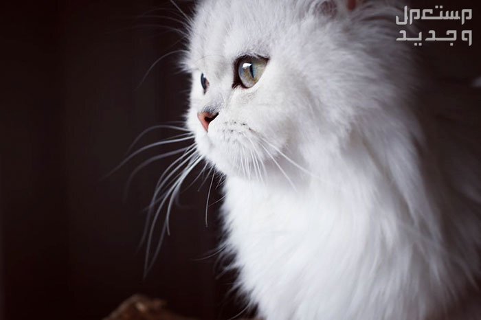 تعرف على أنواع قطط جميلة يمكن تربيتها داخل المنزل في جيبوتي قط شيرازي أبيض