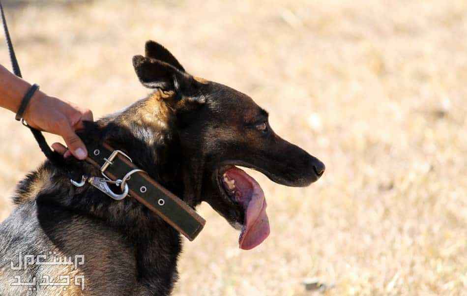 تعرف على كيفية تدريب كلب بوليسي جيرمن على الحراسة في السعودية كلب بوليسي جيرمن