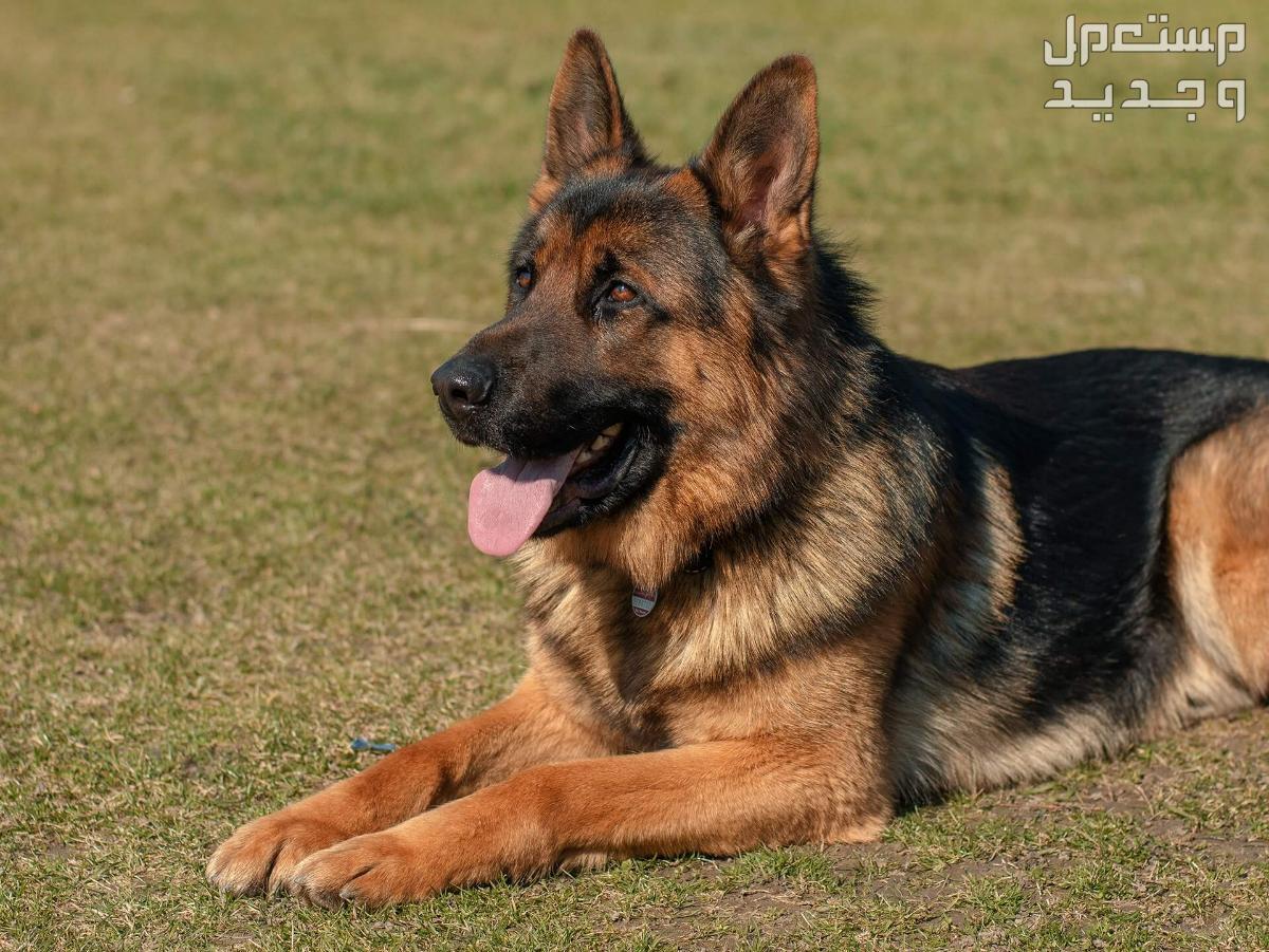 تعرف على كيفية تدريب كلب بوليسي جيرمن على الحراسة في السعودية كلب بوليسي جيرمن