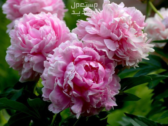 أفضل 6 نباتات منزلية تزهر في فصل الشتاء زهرة الفاوانيا