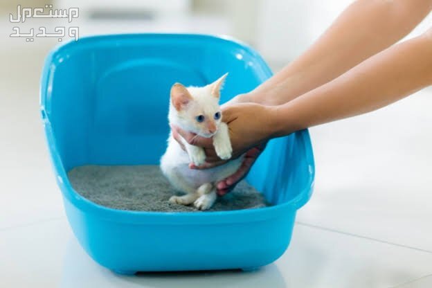تعرف على مستلزمات القطط الصغيره الضرورية في البحرين قطة تدخل صندوق الرمال