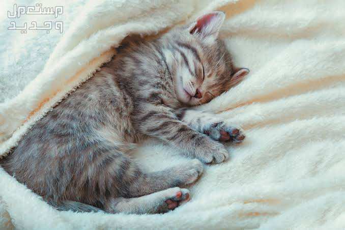تعرف على مستلزمات القطط الصغيره الضرورية في الأردن قطة نائمة