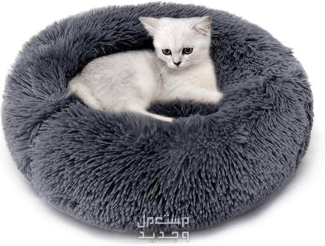 تعرف على مستلزمات القطط الصغيره الضرورية في الإمارات العربية المتحدة سرير القطط