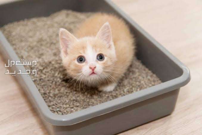 تعرف على مستلزمات القطط الصغيره الضرورية في الإمارات العربية المتحدة صندوق الرمال