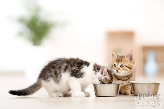 تعرف على مستلزمات القطط الصغيره الضرورية في الأردن قطط صغيرة تأكل