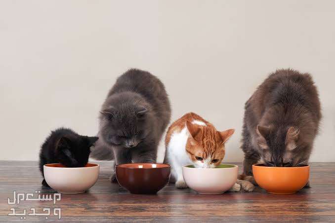 تعرف على مستلزمات القطط الصغيره الضرورية في الأردن قطط صغيرة تأكل